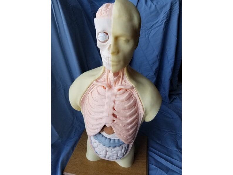 May include: A life-size anatomical model of a human torso, revealing internal organs and skeletal structure. The model is primarily beige and pink, with detailed representations of the brain, rib cage, and digestive system. The model is displayed on a wooden surface against a blue backdrop.