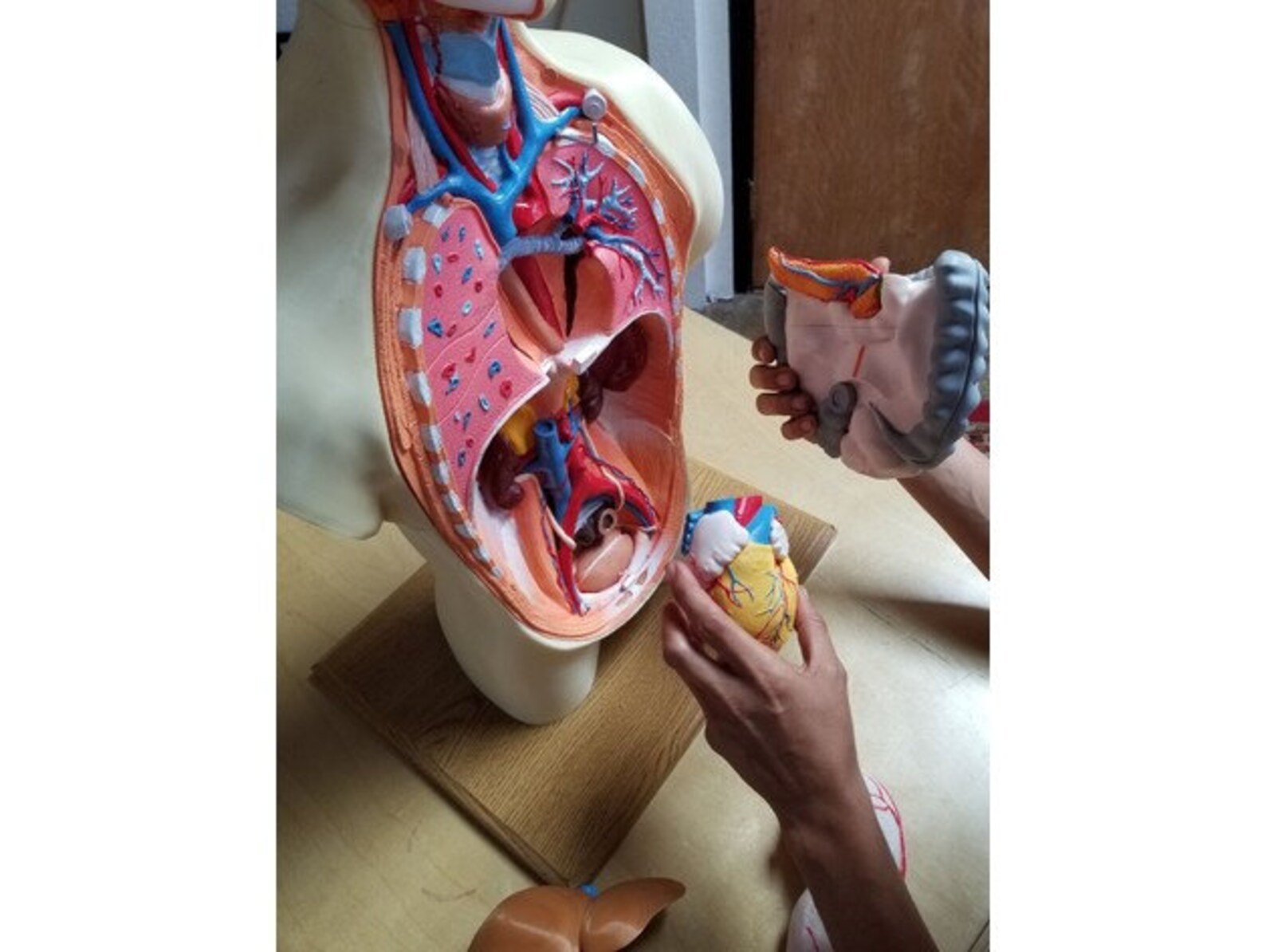 Human Anatomy Torso Model Stl , Human Anatomy Stl, 3D Stl File, Stl ...