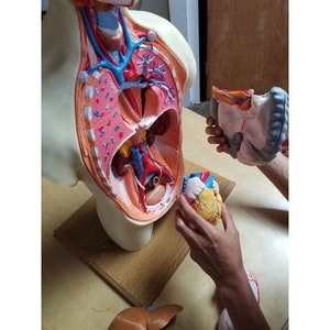 May include: An anatomical model of the human torso, revealing internal organs. The model is cut open to display the lungs, heart, and other organs. A detached heart model is held in a hand. The model is on a wooden surface.