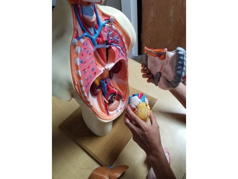 May include: An anatomical model of the human torso, revealing internal organs. The model is cut open to display the lungs, heart, and other organs. A detached heart model is held in a hand. The model is on a wooden surface.