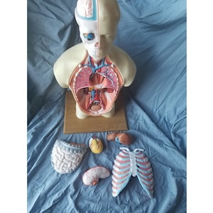 Może przedstawiać: Model anatomiczny ludzkiego tułowia, z wyjmowanymi częściami. Model jest beżowy z narządami wewnętrznymi w kolorze czerwonym, niebieskim i żółtym. Zawiera mózg, serce, płuca, jelita i klatkę piersiową. Model stoi na drewnianej podstawie.