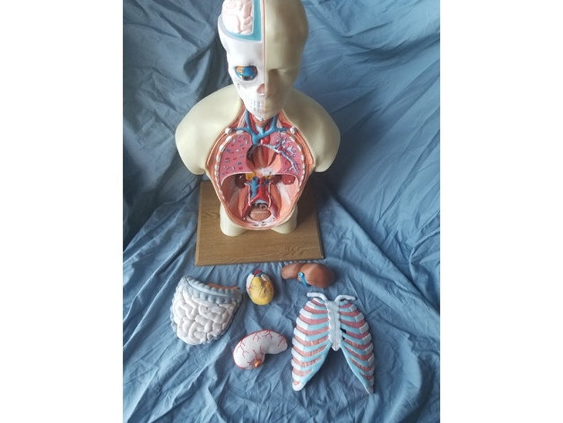 May include: Anatomy model of a human torso, with removable parts. The model is beige with internal organs in red, blue, and yellow. Includes a brain, heart, lungs, intestines, and rib cage. The model is on a wooden base.