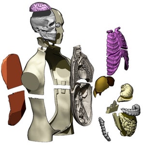 May include: Anatomical model of a human body, disassembled to show internal organs. The model includes a skull with a removable brain, a rib cage, lungs, liver, intestines, and other organs. The model is designed to be educational.