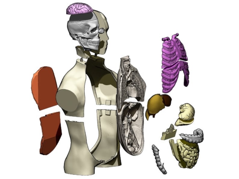 May include: Anatomical model of a human body, disassembled to show internal organs. The model includes a skull with a removable brain, a rib cage, lungs, liver, intestines, and other organs. The model is designed to be educational.