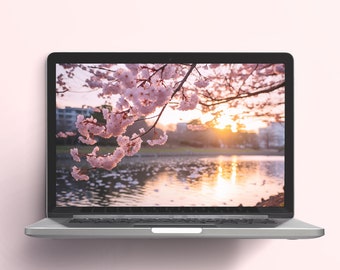 Japanese Cherry Blossom 4K Wallpaper: Desktop, Macbook, Laptop (16 x 9)