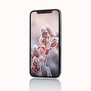 Op de afbeelding: Een smartphone die een close-up foto toont van een bevroren plant met rode bladeren tegen een wazige achtergrond.