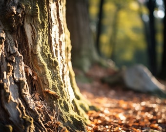 Tree Bark Texture Print: Autumn Forest Light, Woodland Wall Art (Digital Download)