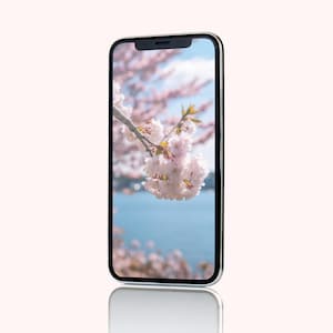 Könnte beinhalten: Ein Smartphone, das ein Foto von einem Zweig mit rosa Kirschblüten vor blauem Himmel und Wasser zeigt.