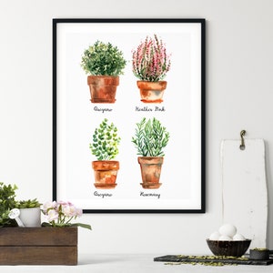 Peut inclure: Illustration aquarelle de quatre herbes en pot : origan, bruyère rose, romarin et origan. L’illustration est dans un cadre noir et a un fond blanc.