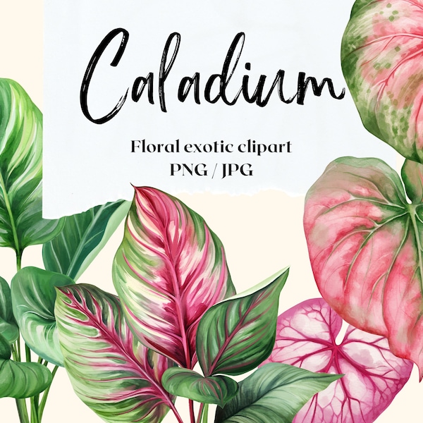 Caladium. Tropical leaves patterns and elements. Floral exotic clipart without background