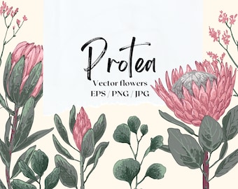 Protea flowers and eucalyptus sketch. Vector color flowers clipart