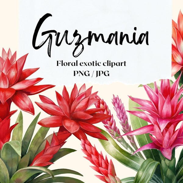 Floral exotic clipart without background. Guzmania pattern and elements.