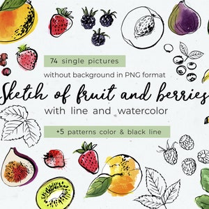 Conjunto de esboços vetoriais de frutas e bagas - ilustrações desenhadas à mão para arte e artesanato digital