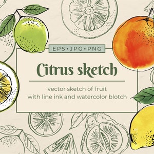 Citrus sketch watercolor vector colors ketch. Oranges and lemons