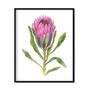 Pink Royal Protea flower. Posters with botanical illustration. Home decor, printable