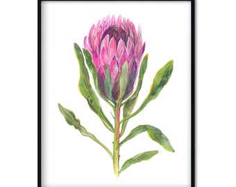 Pink Royal Protea flower. Posters with botanical illustration. Home decor, printable