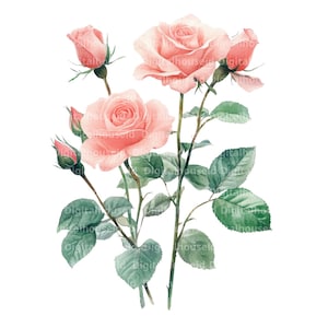 10 Pink Roses Long Stems Clipart, Roses bouquet, Printable Watercolor clipart, Digital download, High resolution, Paper craft, junk journals
