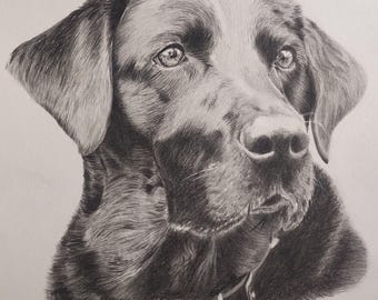 May include: A detailed pencil drawing of a black Labrador Retriever dog. The artwork captures the dog's expressive eyes, fur texture, and facial features. The artist's signature and the year '22 are visible in the bottom right corner.