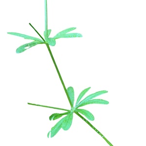 Puede incluir: Un tallo de planta verde y delgado que presenta dos verticilos distintos de hojas estrechas en forma de lanza. El follaje es de un color verde claro vibrante, y se observan peque&ntilde;as gotas de agua transparentes en la superficie de las hojas y el tallo.