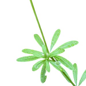 Puede incluir: Un tallo de planta de color verde vibrante con un verticilo de hojas estrechas en forma de lanza que irradian desde un punto central. El follaje est&aacute; cubierto de peque&ntilde;as gotas de agua transparentes que resaltan la textura de las hojas.