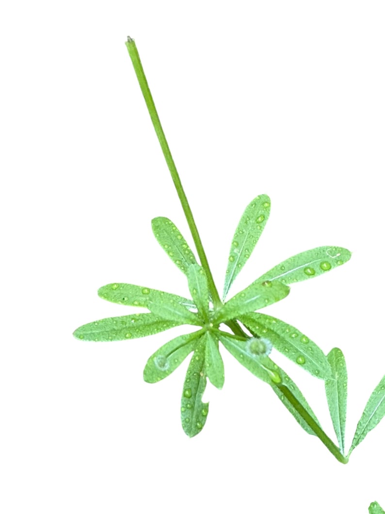 Puede incluir: Un tallo de planta de color verde vibrante con un verticilo de hojas estrechas en forma de lanza que irradian desde un punto central. El follaje est&aacute; cubierto de peque&ntilde;as gotas de agua transparentes que resaltan la textura de las hojas.