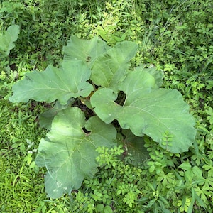 Puede incluir: Una planta grande de color verde vibrante con hojas anchas en forma de coraz&oacute;n que presentan venas prominentes. La planta crece cerca del suelo con follaje superpuesto, mostrando una superficie texturizada y bordes ligeramente ondulados, rodeada de vegetaci&oacute;n silvestre.