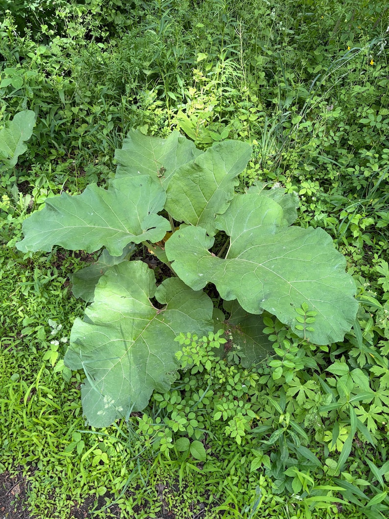 Puede incluir: Una planta grande de color verde vibrante con hojas anchas en forma de coraz&oacute;n que presentan venas prominentes. La planta crece cerca del suelo con follaje superpuesto, mostrando una superficie texturizada y bordes ligeramente ondulados, rodeada de vegetaci&oacute;n silvestre.