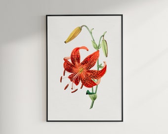 Tiger Lily Print - Etsy