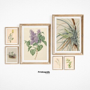 Antique Botanical Prints | Printable Vintage Gallery Wall Art Set Of 6 | Vintage Neutral Botanical Prints | Instant Digital Download