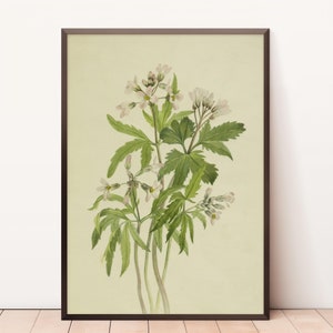 Gravures botaniques anciennes | vintage botanique | peinture vintage de fleurs | Art mural vintage | Affiche florale