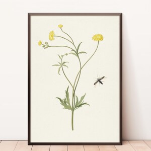 Yellow flower with an Insect | Farmhouse Decor | Vintage Botanical | Yellow Flower | Flower Wall Art | Fine Art Print | Flower Print