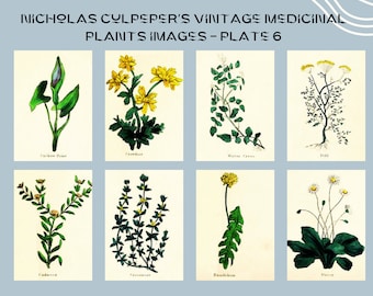Nicholas Culpeper's Vintage Medicinal Plants images - Plate 6 | Botanical Illustration | Medicinal herbs | home decor | Art and Collectibles