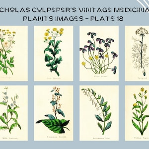 Nicholas Culpeper&#39;s Vintage Medicinal Plants images - Plate 18| Botanical Illustration | Medicinal herbs | home decor | Art and Collectibles