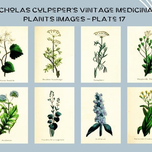 Nicholas Culpeper&#39;s Vintage Medicinal Plants images - Plate 17| Botanical Illustration | Medicinal herbs | home decor | Art and Collectibles