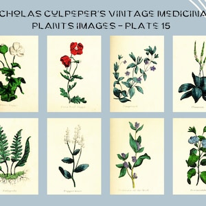 Nicholas Culpeper&#39;s Vintage Medicinal Plants images - Plate 15| Botanical Illustration | Medicinal herbs | home decor | Art and Collectibles
