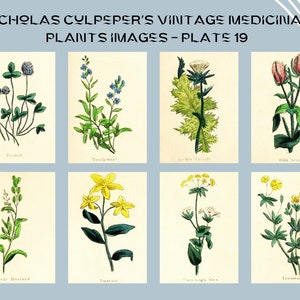Nicholas Culpeper&#39;s Vintage Medicinal Plants images - Plate 19| Botanical Illustration | Medicinal herbs | home decor | Art and Collectibles