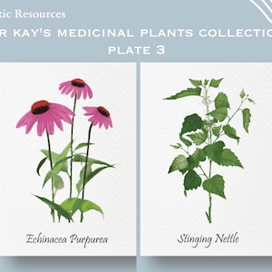 Placa de colección de plantas medicinales del Dr. Kay 3 / arte de pared / Hierbas medicinales / decoración del hogar / Arte y coleccionables / imprimibles / estampados de plantas