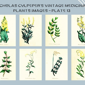Nicholas Culpeper&#39;s Vintage Medicinal Plants images - Plate 13| Botanical Illustration | Medicinal herbs | home decor | Art and Collectibles