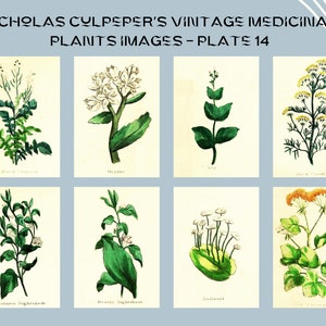 Nicholas Culpeper&#39;s Vintage Medicinal Plants images - Plate 14| Botanical Illustration | Medicinal herbs | home decor | Art and Collectibles