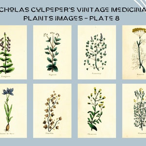 Nicholas Culpeper&#39;s Vintage Medicinal Plants images - Plate 8| Botanical Illustration | Medicinal herbs | home decor | Art and Collectibles