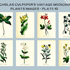Nicholas Culpeper&#39;s Vintage Medicinal Plants images - Plate 10| Botanical Illustration | Medicinal herbs | home decor | Art and Collectibles