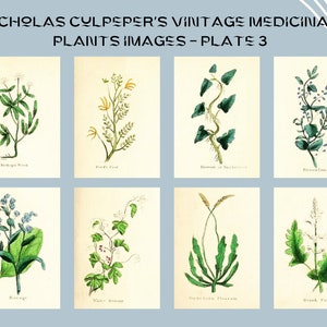 Nicholas Culpeper&#39;s Vintage Medicinal Plants images - Plate 3 | Botanical Illustration | Medicinal herbs | home decor | Art and Collectibles