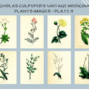 Nicholas Culpeper&#39;s Vintage Medicinal Plants images - Plate 11| Botanical Illustration | Medicinal herbs | home decor | Art and Collectibles