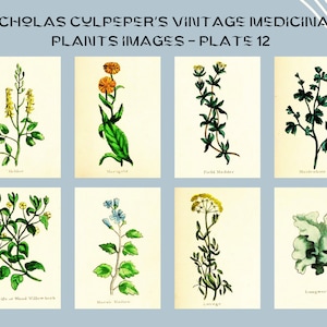 Nicholas Culpeper&#39;s Vintage Medicinal Plants images - Plate 12| Botanical Illustration | Medicinal herbs | home decor | Art and Collectibles
