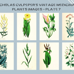Nicholas Culpeper&#39;s Vintage Medicinal Plants images - Plate 7| Botanical Illustration | Medicinal herbs | home decor | Art and Collectibles