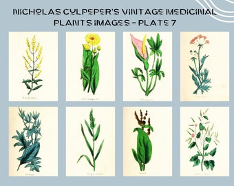 Nicholas Culpeper's Vintage Medicinal Plants images - Plate 7| Botanical Illustration | Medicinal herbs | home decor | Art and Collectibles