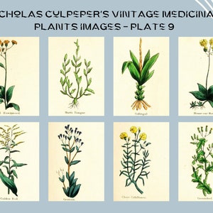 Nicholas Culpeper&#39;s Vintage Medicinal Plants images - Plate 9| Botanical Illustration | Medicinal herbs | home decor | Art and Collectibles