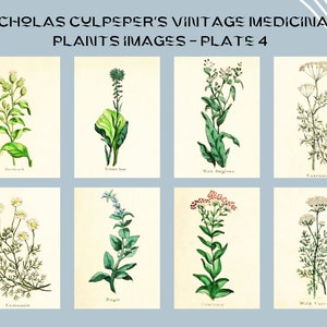 Nicholas Culpeper&#39;s Vintage Medicinal Plants images - Plate 4 | Botanical Illustration | Medicinal herbs | home decor | Art and Collectibles