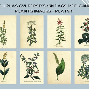 Nicholas Culpeper&#39;s Vintage Medicinal Plants images - Plate 1 | Botanical Illustration | Medicinal herbs | home decor | Art and Collectibles