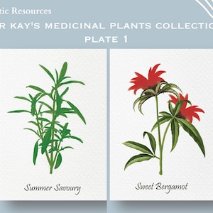 Placa de colección de plantas medicinales del Dr. Kay 1 / arte de pared / Hierbas medicinales / decoración del hogar / Arte y coleccionables / imprimibles / estampados de plantas